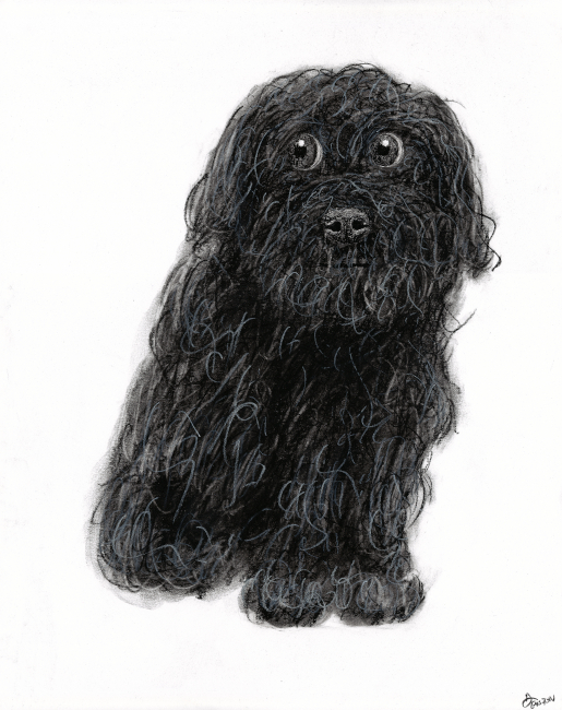 hand drawn image of a cute furry dog charcoal on paper abstract style no ai traditonal art